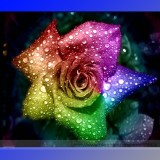 Heirloom 'Hot Wheels' 5-color Rose Seedling Flower Seeds, Professional Pack, 50 Seeds / Pack, Hybrid Chinese Rose Plant Seed