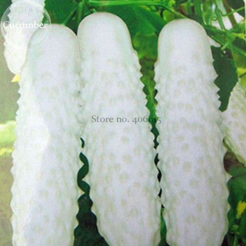 White Cucumber Cucumis Sativus, 20 Seeds, tasty edible organic vegetable fruit home garden plant E3784