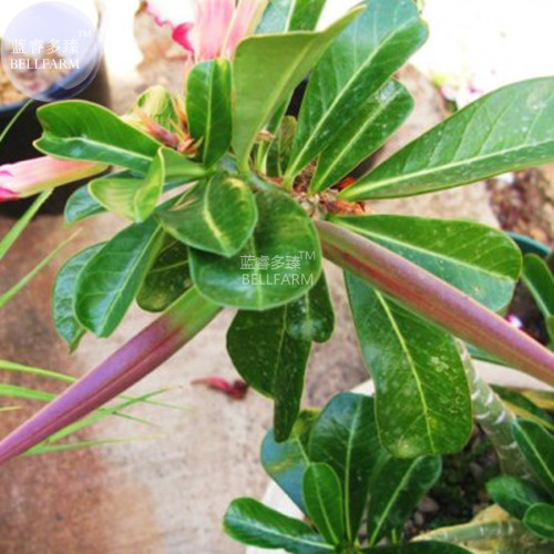 BELLFARM Rare Dark Flowing Adenium Desert rose, Professional Pack, 2 Seeds, single petal dark red, red and white petals E4031