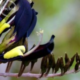 Rare Black 'duck tongue' Orchid Flower Perennial, 100 Seeds, attractive butterfly light up your garden E3628
