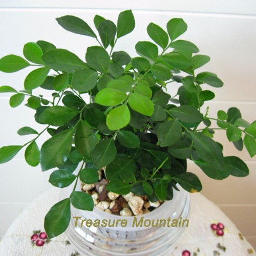 1 Professional Pack, 200 Seeds / Pack, Rare Orange Jasmine Mock Orange Murraya Paniculata Bonsai Seeds #NF198