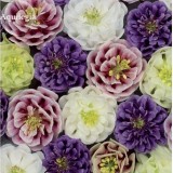 Mixed Purple Green White Red Columbine Double Flowers, 50 Seeds, perenniala aquilegia vulgaris  E3828