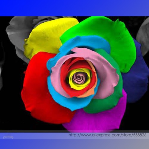 Rare 'Outer Space' Rose Shrub Flower Seeds, Professional Pack, 50 Seeds / Pack, Hybrid Garden Flowers #NF869