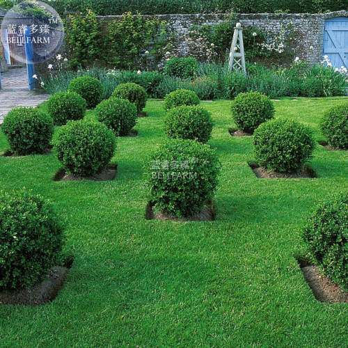BELLFARM Wintergreen Boxwood Heirloom Perennial Ornamental Shrubs Seeds, 50 seeds, home garden plants