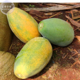 BELLFARM Yellow Papaya Yellow Skin Organic Fruit Seeds, 6 seeds, tasty sweet giant pawpaw tree