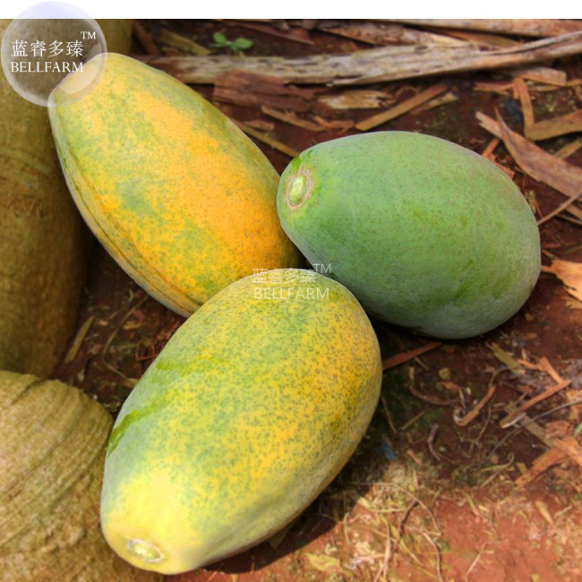 BELLFARM Yellow Papaya Yellow Skin Organic Fruit Seeds, 6 seeds, tasty sweet giant pawpaw tree