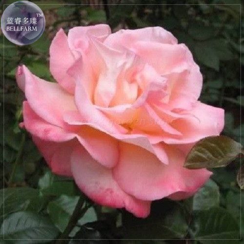 BELLFARM Rose Heirloom Climbing Flower Seeds, 50 Seeds, strong fragrant attracting bees butterflies E4196