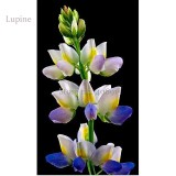 Heirloom Yellow Blue White Lupine Flowers, 20 Seeds, very beautiful Dull Ice Flower garden flowers E3689
