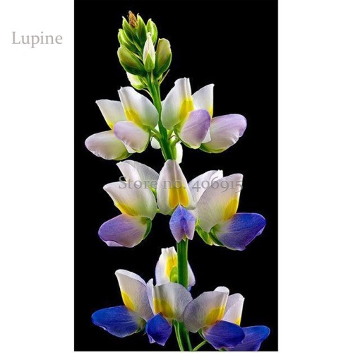 Heirloom Yellow Blue White Lupine Flowers, 20 Seeds, very beautiful Dull Ice Flower garden flowers E3689