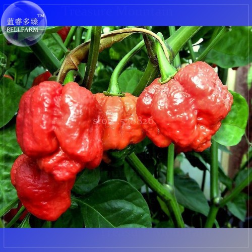 Trinidad Scorpion Pepper, 20 Seeds, Professional Pack, BUTCH Worlds Hottest Chilli Seeds TS356T