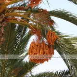 1 Professional Pack, 20 seeds / pack, Date Palm Phoenix Dactylifera Tree Seed #NF389