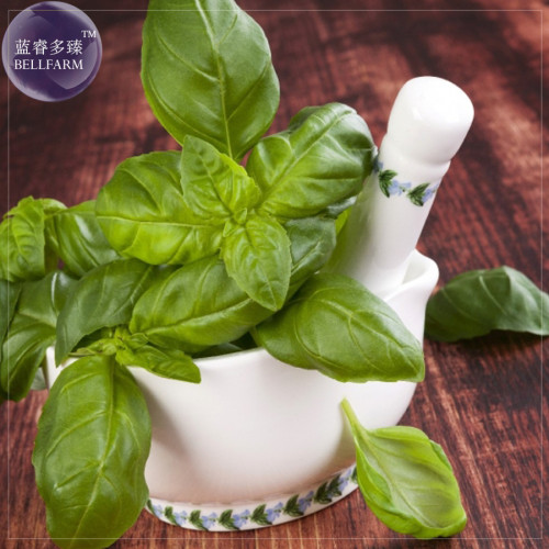 BELLFARM Genovese Basil Seeds, 20 Seeds, the superior basil for making the tastiest pesto in the world E4233