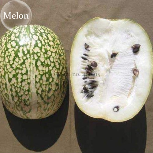 Heirloom Malabar Gourd Seeds, 8 seeds,  fig leaf gourd chilacayote asian pumpkin E3856