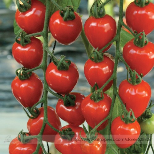 Tomatoberry Garden Hybrid Tomato Seeds, Professional Pack, 100 Seeds / Pack, Super-sweet Cherry #NF826