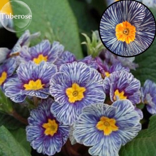 Rare Blue White Striped Evening Primrose with yellow eyes, 30 Seeds, cordate telosma night willow herb light up your garden