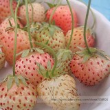 Light Red Pineberry with White Berries Seeds, Professional Pack, 100 Seeds / Pack, Vigorous Plants #NF981