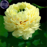 'Bai Rou Bear' Light Golden Big Blooms Double Lotus with Green Centre Flower Seeds, 1 Seed, professional pack TS366T