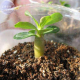 BELLFARM Rose Orange Adenium Desert Rose Seeds, 2 seeds, professional pack, 5-layer orange petals light orange edge flowers