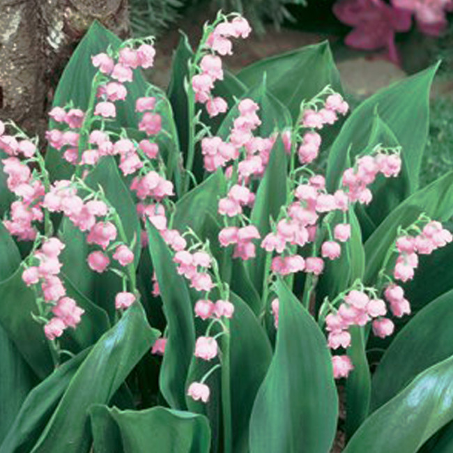Rare 'Feng Die' Pink Lily of the valley Convallaria majalis Perennial Flower Seeds, Professional Pack, 50 Seeds / Pack