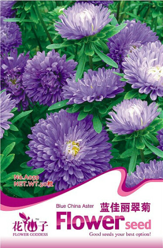 1 Original Pack, 50 seeds / pack, Callistephus chinensis China Aster Duchess Blue Ice Annual Seeds #A059