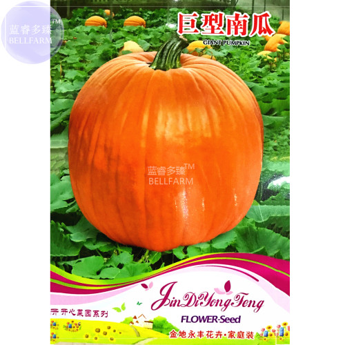 BELLFARM Giant Pumpink Seeds, 6 Seeds, Original packs, ornamental fruits 50-250kgs per fruits E4305