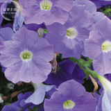 'Mik' Light Purple Petunia Hybrid Seeds, 200 seeds, professional pack, a must for hanging baskets E4100
