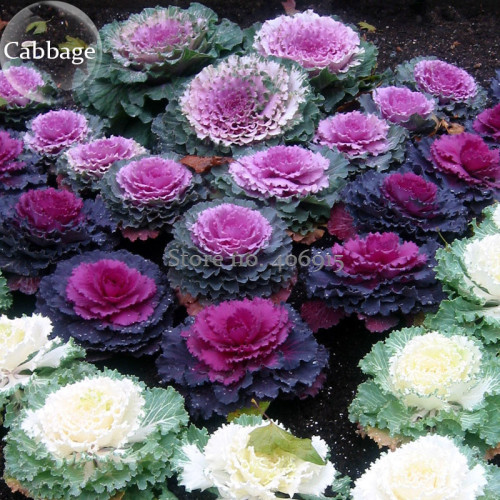Brassica oleracea Ornamental Cabbage Kale, 10 Seeds, mixed white purple kale with green edge E3911