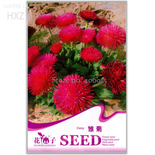 Chrysanthemum Daisy Seeds Flowering Plants Seeds, 50 seeds, indoor balcony bonsai easy to plant flower A118