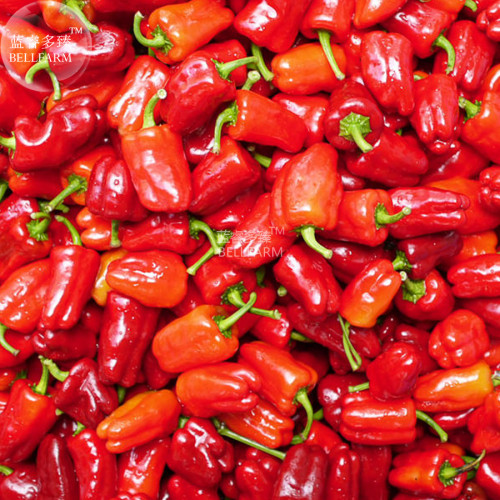 BELLFARM Bell Pepper 'Cajun Belle' Vegetable Seeds, 20 seeds, sweet with a touch of spicy heat vegetables