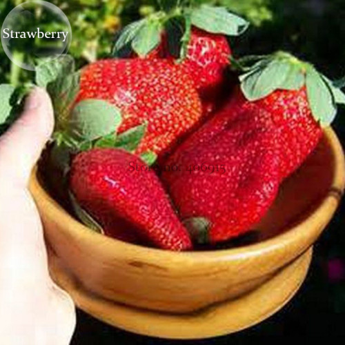 Fragaria Ananassa Rare Giant Flat Strawberry, 100 Seeds, huge fruit organic E3935