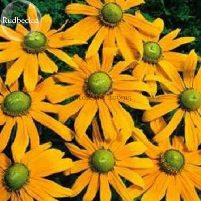 'Qiji' Orange Echinacea Purpurea Coneflower with Green Eye, 100 seeds, perennial flowers E3824