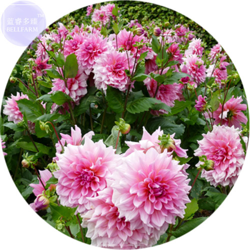 BELLFARM Pink Red Dahlia Flower Seeds, 50 Seeds, Professional Pack, perennial big blooming flowers E4158