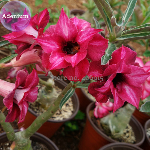 BELLFARM 2-layer Dark Red Adenium, 2 Seeds, big blooming petals with black hole desert rose E3976