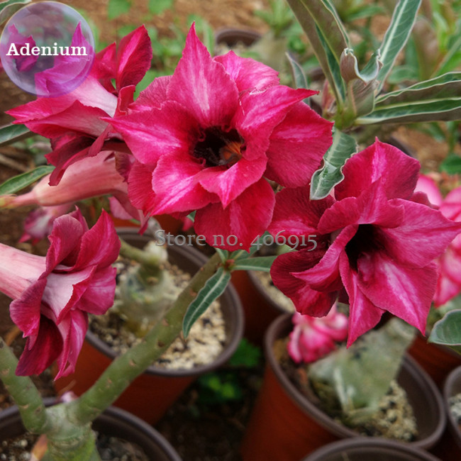 BELLFARM 2-layer Dark Red Adenium, 2 Seeds, big blooming petals with black hole desert rose E3976