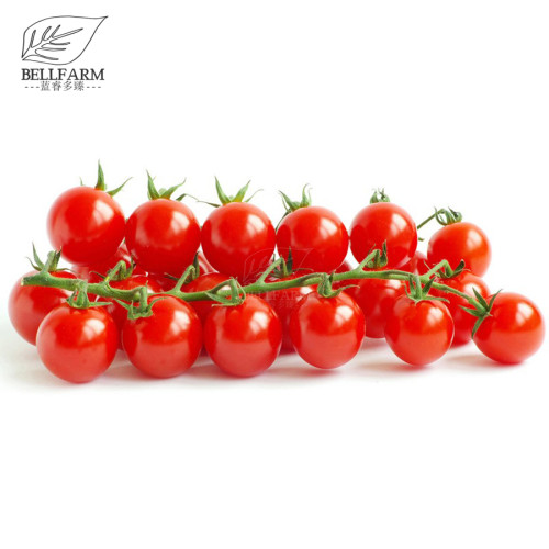 BELLFARM 'Renrong' Bright Red Cherry Tomato Bonsai 'Seeds' 20pcs+ Heirloom Sweet Round Tasty Small Organic for Home Garden