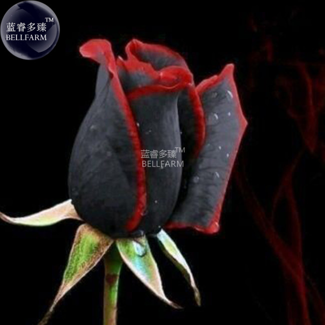BELLFARM Rare Amazingly Beautiful Black Rose Flower with Red Edge Seedling Seeds, approx 50 Seeds / Pack, #A00225