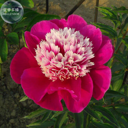 BELLFARM Peony Dark Red 2-layer Petals Pink Ball Flower Seeds, 5 Seeds, professional pack, big blooms home garden supply BD159H