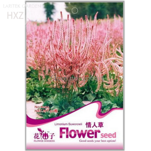 Beautiful Limonium Valentine flower seeds, 50 seeds, beautiful flower light up your garden A104