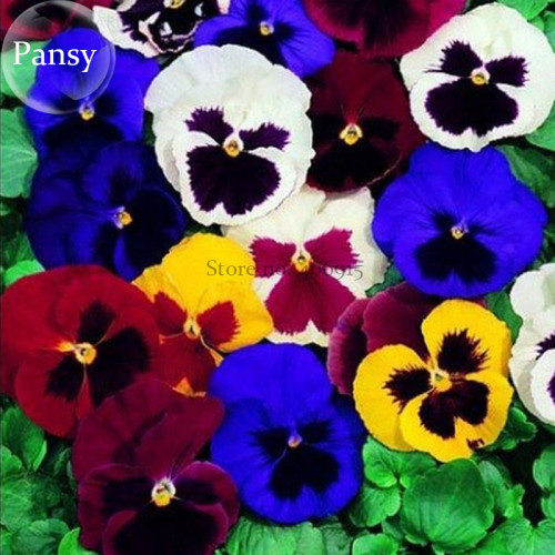 Giant Swiss Mixed Pansy, 20 seeds, bonsai garden flowers E3774