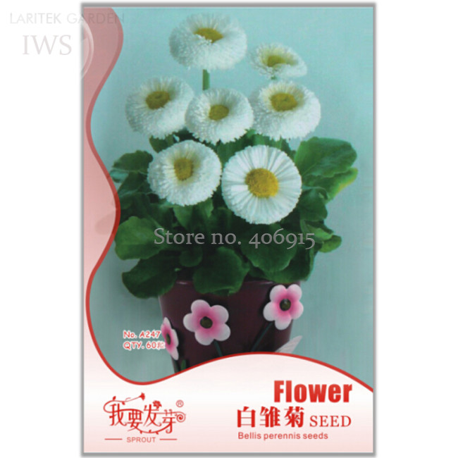 White Daisies Seeds Dwarf Bellis Perennis Seeds, Original Pack, 60 seeds, bonsai daisy chrysanthemum flowers seeds IWSA247