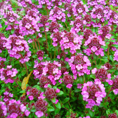 Thymus serpyllum 'Creeping Thyme' Ground Covers, 20 seeds, wild thyme E3921