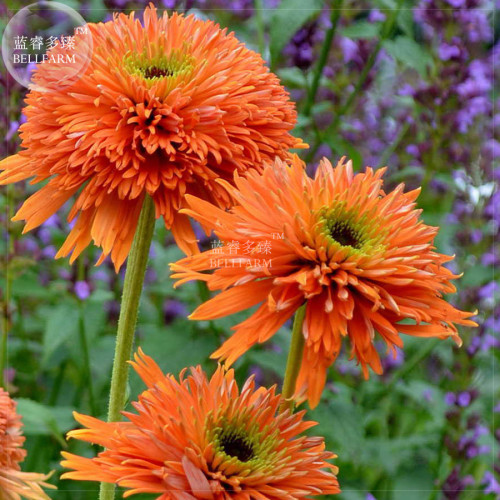 BELLFARM Echinacea 'COLORBURST' Orange Hybrid Bonsai Coneflowers, 200pcs 'seeds' perennial garden fragrant ornamental plant