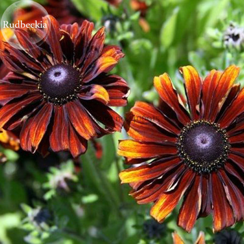 Heirloom Orange Black Echinacea PurpureaSeeds Coneflowers, 100 Seeds, perennial flower Seeds E3825