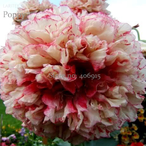 Rare Flemish Antique Corn Poppy Flowers Seeds, 100 seeds, beautiful garden flowers E3561