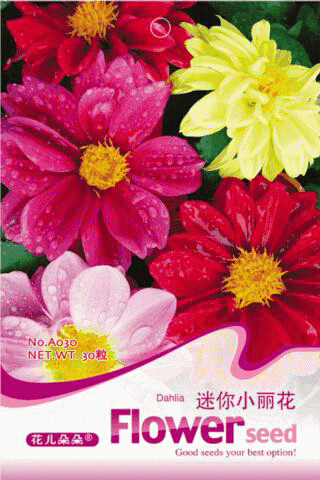1 Original Pack, 30 seeds Mix Dahlia Hybrida Dwarf Dahlia Flowrs #A030