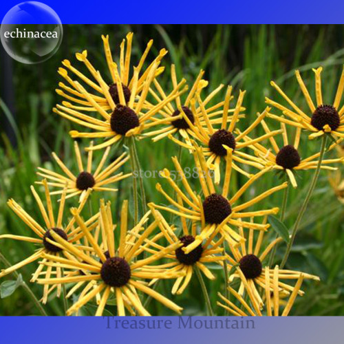Heirloom 'Paradoxa' Yellow Spider  Echinacea purpurea, 100 Seeds, rare variety very interesting coneflower TS261T