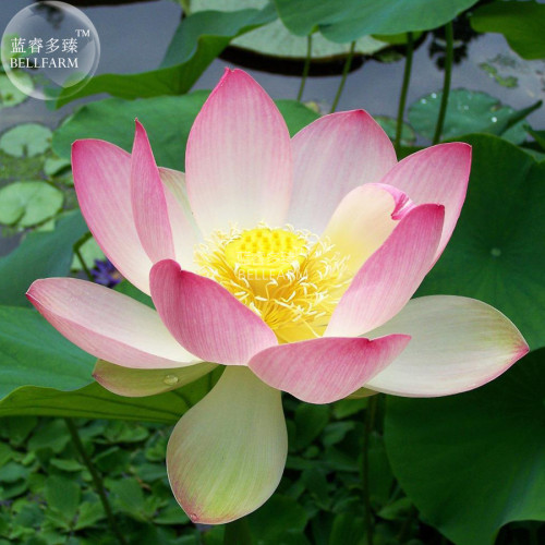 BELLFARM Lotus Nelumbo Nucifera Yellow Light Pink Rose Red Double Flower Seeds, 50 seeds, professional pack, big blooms garden