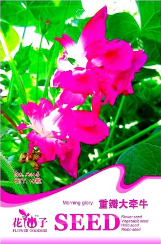 Heirloom Multi-petalled Purple Morning Glory Ipomoea Nil Annual Flower Seeds, Original Pack, 10 Seeds / Pack, Garden Climbing