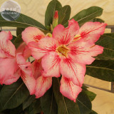 BELLFARM Adenium Peach Red Petals Red Stripe Flower Seeds, 2 seeds, single compact flowers bonsai desert rose E4294