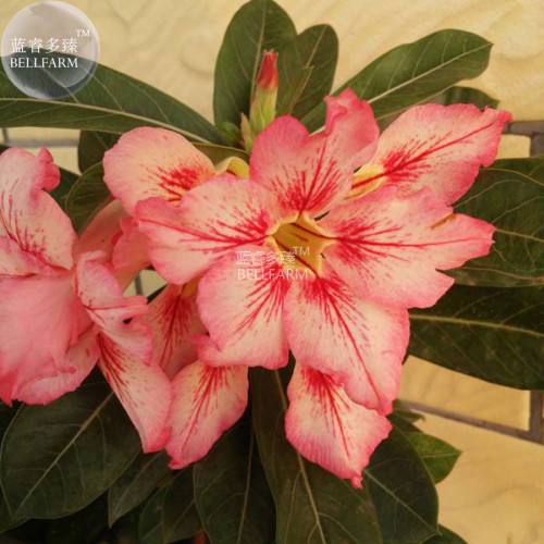 BELLFARM Adenium Peach Red Petals Red Stripe Flower Seeds, 2 seeds, single compact flowers bonsai desert rose E4294